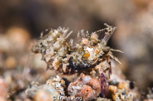 S I M P L E X
Simplex shrimp (Phyllognathia simplex)
An... by Irwin Ang 